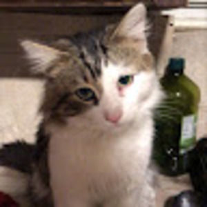 Meet your Posher, Ricky